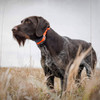 SPORTDOG BD 3/4" ORANGE COLLR STRAP UPC: 729849108158