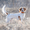 SPORTDOG BRAND� 1" RED COLLAR STRAP UPC: 729849108226