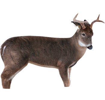 MONTANA THE FRESHMAN WHITETAIL BUCK UPC: 851234000461