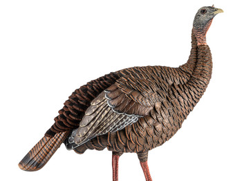 Avian X AVXAVX8106 HDR Hen Turkey Species Multi Color
