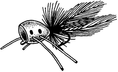 GAIN SPOTTIE 12CD-YEL/BLK SPT