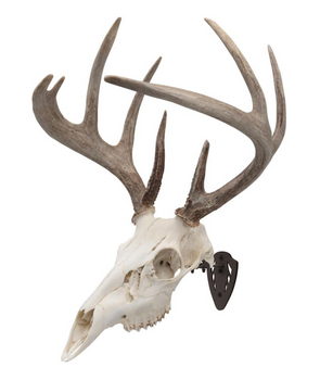 ALLEN EZ MOUNT SKULL HANGER BROWN