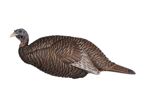 FLEXTONE FLX-FLXDY331 THUNDER CHICK BREEDER