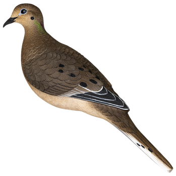 Avian X AVX-DOVE-6PK  Full Body Dove Multi-Color 6 Pack                                                                                                                                                 
