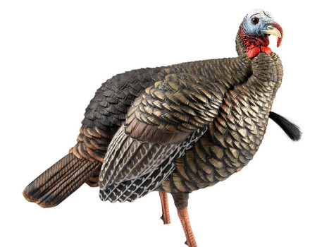 Avian X AVXAVX8105 HDR Jake Turkey Decoy Multi Color