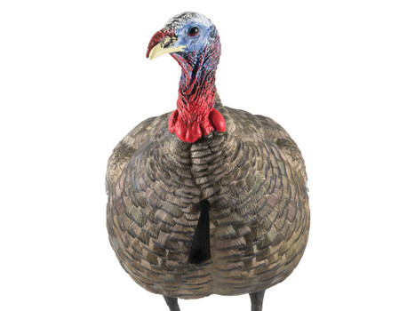 Avian X AVXAVX8003 LCD Quarter-Strut Jake Turkey Species Multi Color Dura-Rubber