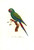 MINI DOWNLOAD Histoire Naturelle Des Perroquets 1801 x 6 Big Hi Res A3 Images.