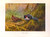 MINI DOWNLOAD Pheasants 1918 Images x 6. Large Size A3, Hi Res. 360dpi.