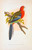 Parrots in Captivity Illusts. c1884 x 12 Hi Res 360 dpi Restored Images.