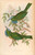 High Resolution Vintage Bird Prints Vol, 1 Birds of Asia - Download
