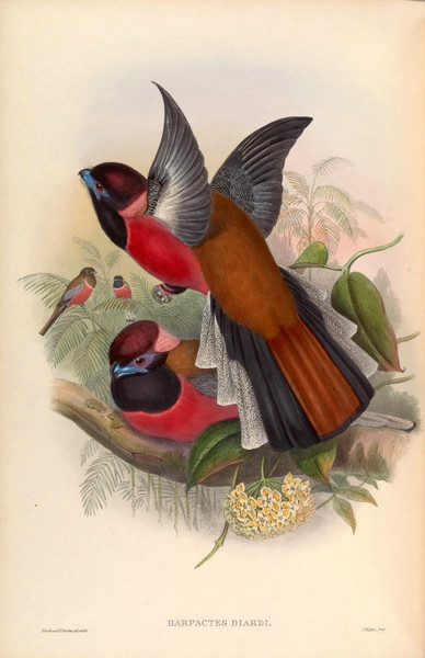 High Resolution Vintage Bird Prints Vol, 1 Birds of Asia - Download