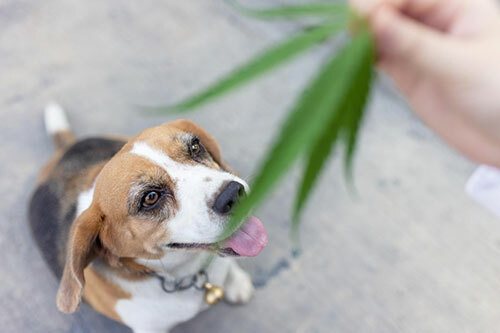 CBD for Dogs in Athens