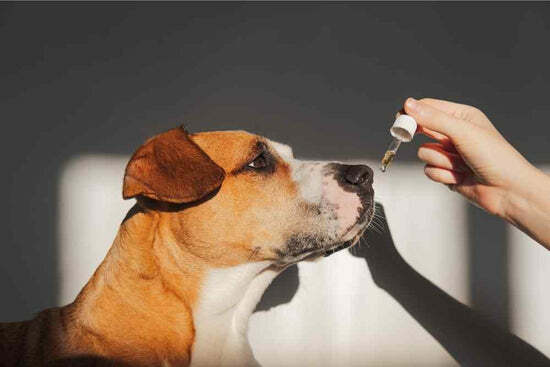 CBD For Pets