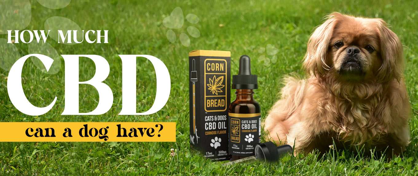 How Much CBD Can a Dog Have?