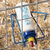 Premier 1 Wide Mouth Lamb 'N' Kid Feeding Bottle 562700