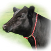 Sullivan Supply® Neck Tie