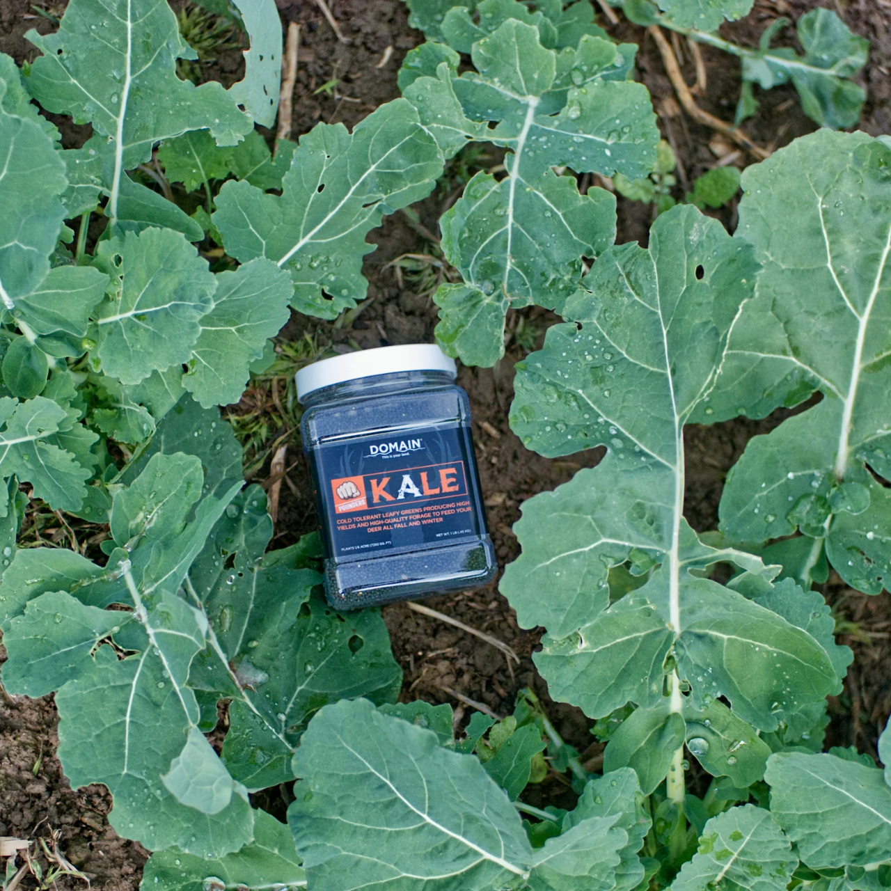 Domain® Pounder Kale 1lb Jar