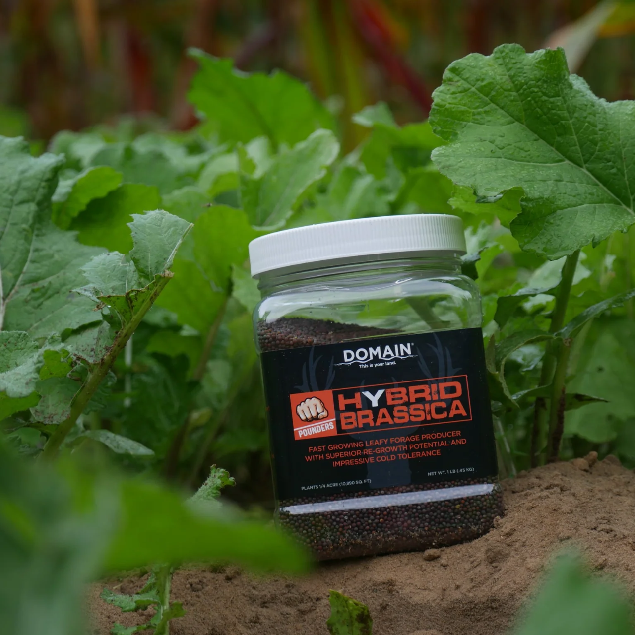 Domain® Pounder Hybrid Brassica 1lb Jar