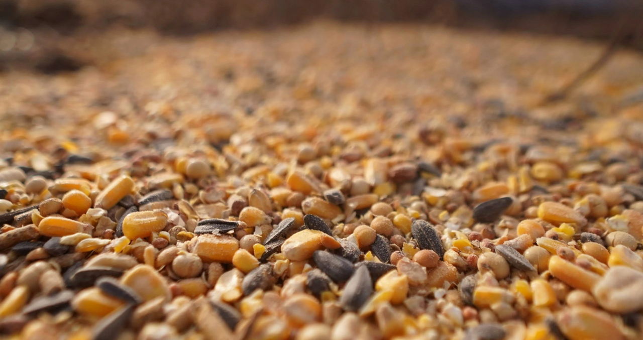 Big Tine® Platinum 30lb
BT34