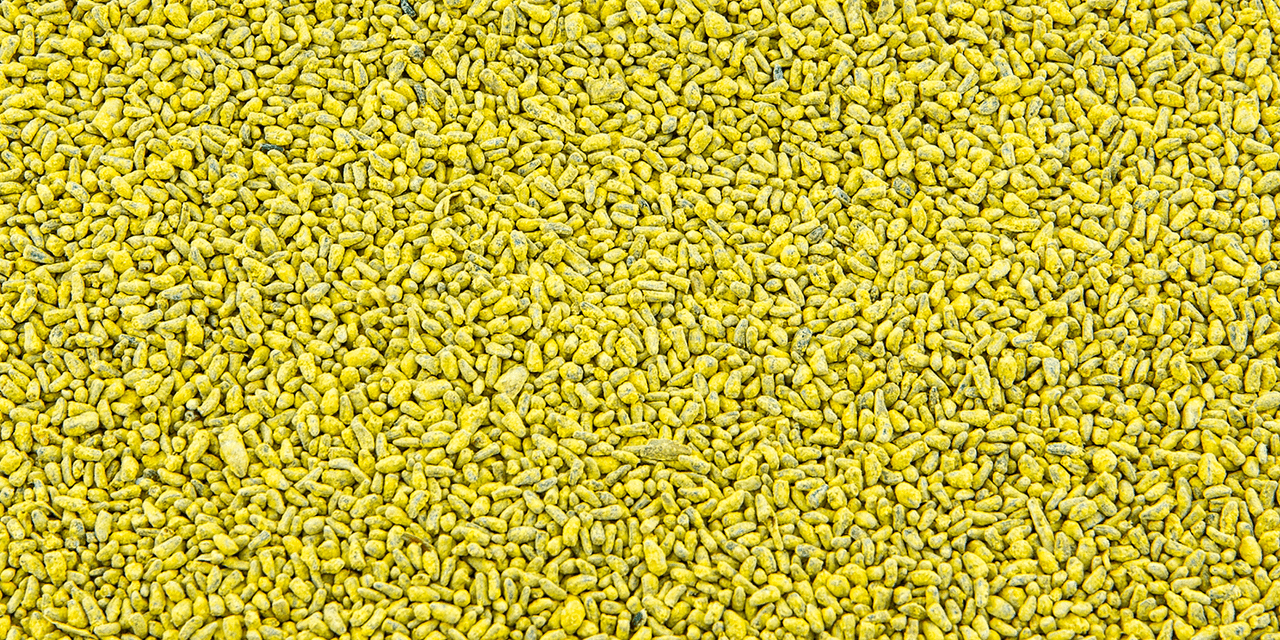 Evolved® Chicory Pro™ Plot Mixers® Seed