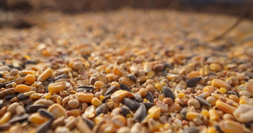 Big Tine® Platinum 30lb
BT34