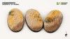 Deserts of Maahl Bases, Oval 75mm (x3)