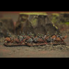 Orc Horde - WAACFB01