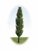 Poplar Trees 80mm 6 Pack - P500