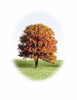 50mm Mixed Deciduous Trees 6 Pack - DX300