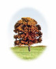 70mm Mixed Deciduous Trees 4 Pack - DX400