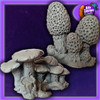 Mushroom Forest - RIK082SET