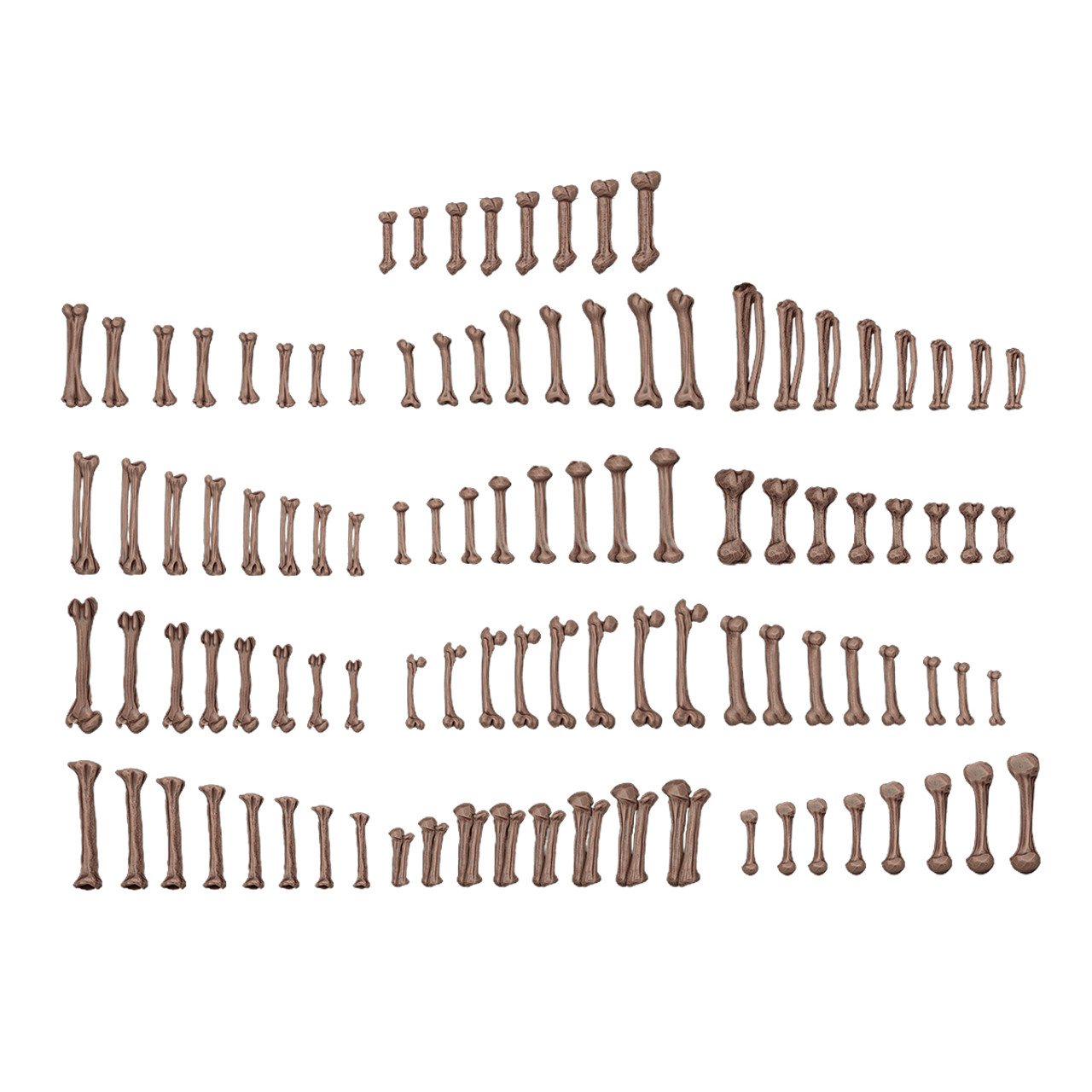 HUMAN BONES – AK BASING BITS HUMAN BONES – AK BASING BITS