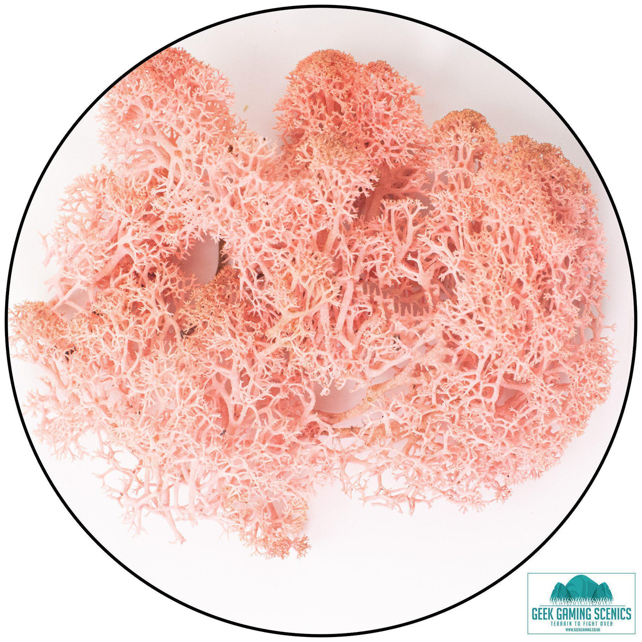 Lichen - Reindeer Moss (Icelandic Moss) Rose