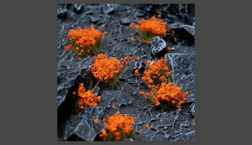 Orange Flowers - Shape: Wild