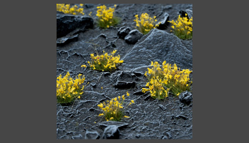 Yellow Flowers - Shape: Wild