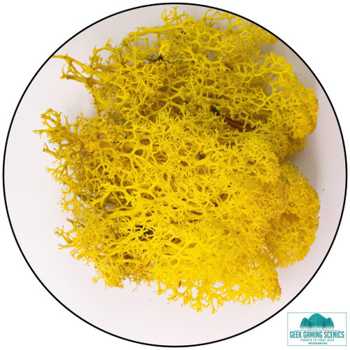 Lichen - Reindeer Moss (Icelandic Moss) Yellow