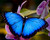 Blue Morpho Butterfly Wing- Medium w/ Suede Cord
