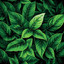 Kratom Roots NANO Kratom Kilo (1500 CT)