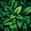 Kratom Roots NANO Kratom Kilo (175 CT)