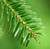 Balsam Fir Essential Oil