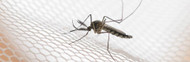 Mosquito Magnet Testimonials