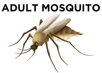 Adult Mosquito