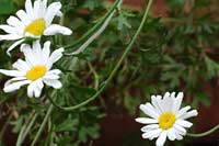 chrysanthemum plant