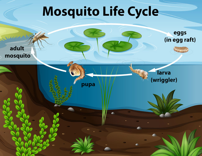 Mosquito Life Cycle Northline Express