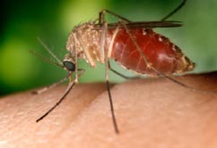 how to prevent mosquito bites