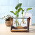 Glass & Wood Vase Planter Terrarium Table Desktop