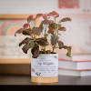 Remembering My Daughter memorial flower pot with forget-me-not seeds and poem, personalized with her name and dates
