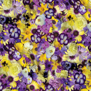 Purple and Yellow Flowers | Handpicked - First Light by Nicholas Lapp | Wideback | per 10cm Purple and Yellow Flowers | Handpicked - First Light by Nicholas Lapp | Wideback | per 10cm