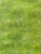 Sunshine in Green | Jason Yenter by In the Beginning Fabrics | per 10 cm