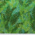 New Zealand Fern in Emerald | Hoffman Batiks | per 10cm